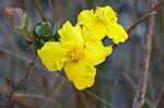 Fourpetal St. Johnswort